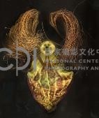 《植物誌(二)》系列：〈巫醫-巫醫之心〉藏品圖，第2張