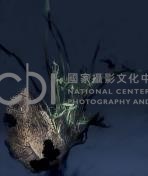 《植物誌(二)》系列：〈東方情境-染墨〉藏品圖，第2張