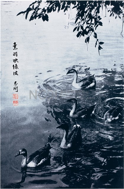 〈素羽映綠波〉藏品圖，第1張