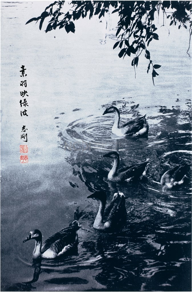 大圖瀏覽