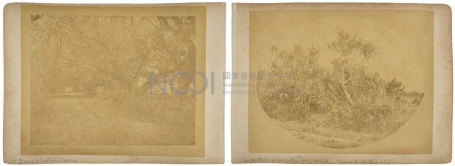 正面：Taolah可能是大湖、背面：4個頭顱藏品圖，第1張