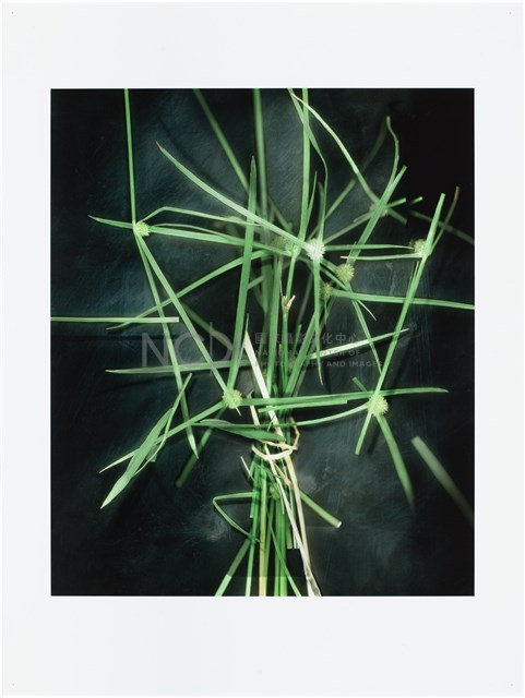 《植物誌(二)》系列：〈東方情境-短葉蜈蚣令〉藏品圖，第1張