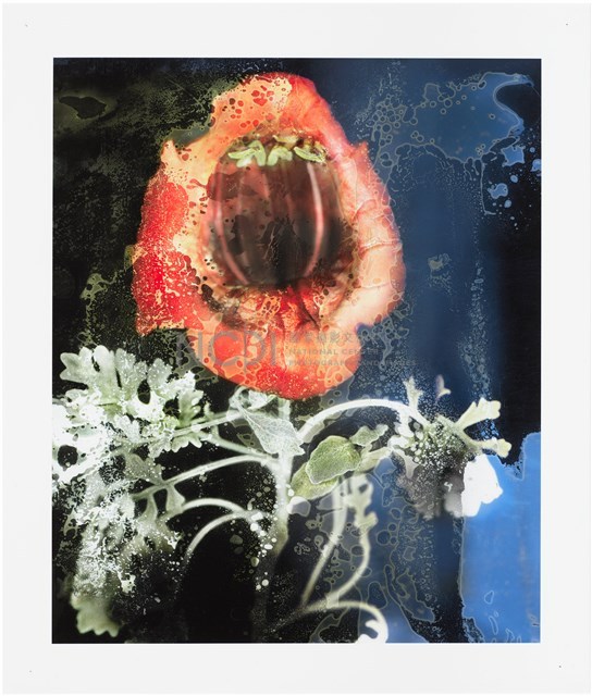 《植物誌(二)》系列：〈巫醫-油漬恐怖小花〉藏品圖，第1張