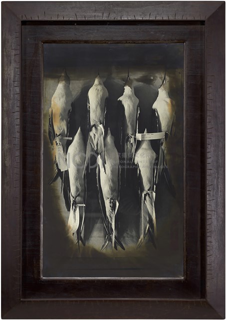 《博物館》系列：〈鳥之二〉藏品圖，第1張