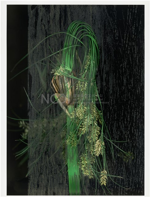 《植物誌(二)》系列：〈巫醫-巫醫令〉藏品圖，第1張
