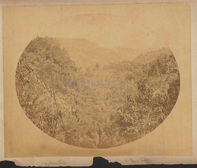 正面：福爾摩沙森林、背面：黃藤及烏木藏品圖，第3張