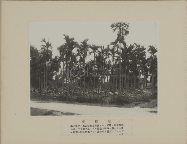 檳榔樹藏品圖，第1張