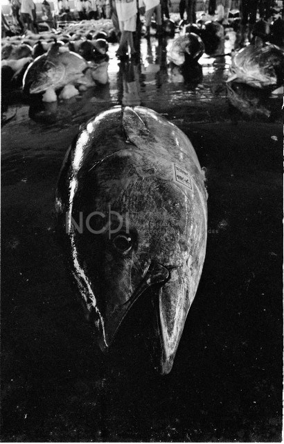 鮪魚藏品圖，第1張