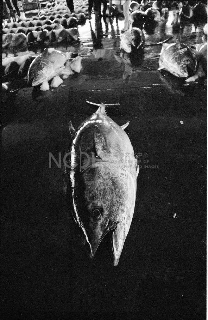 鮪魚藏品圖，第1張