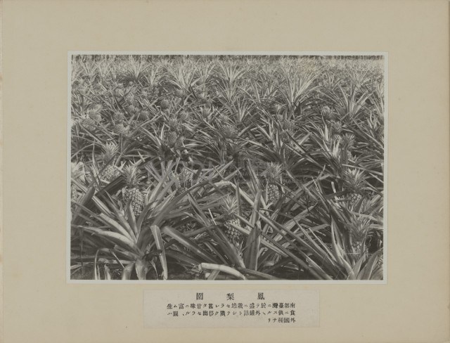 鳳梨園藏品圖，第1張