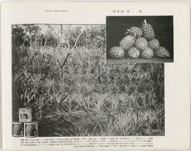 臺灣寫真帖-第參集 19藏品圖，第1張