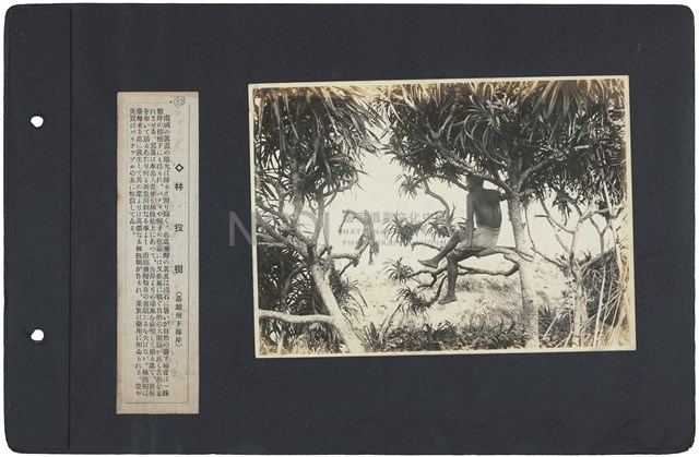 臺灣寫真通信 圖版58 林投樹（高雄州轄下海岸）藏品圖，第1張