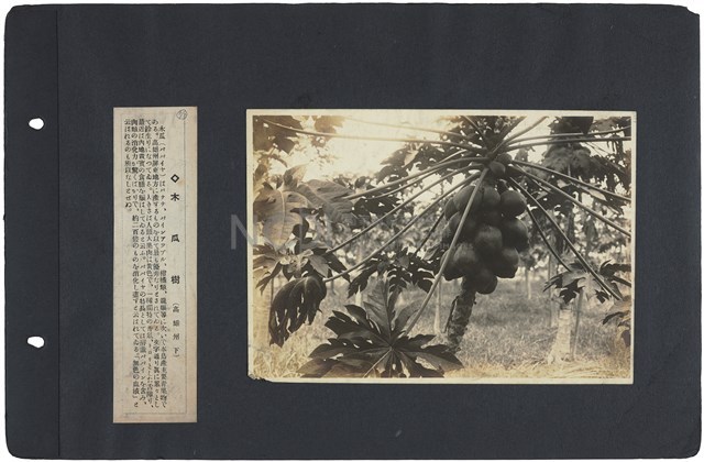 臺灣寫真通信 圖版78 木瓜樹（高雄州轄下）藏品圖，第1張