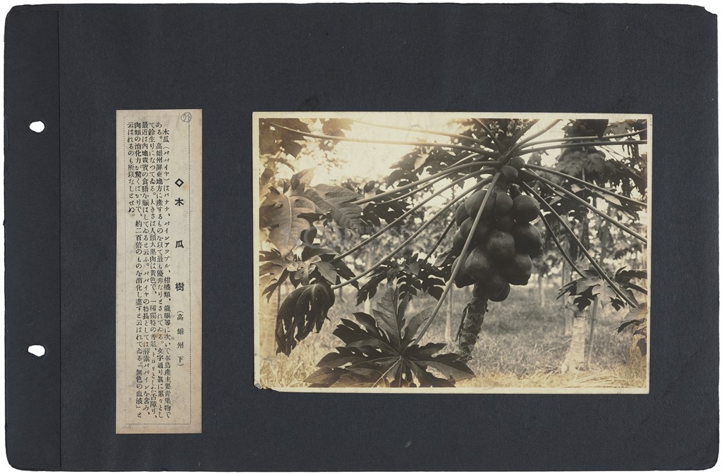 大圖瀏覽