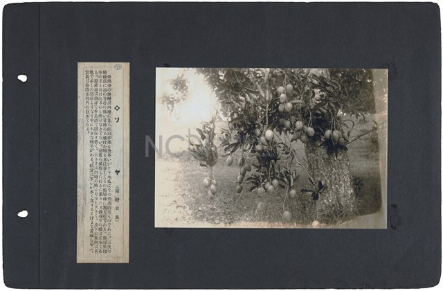 臺灣寫真通信 圖版70 芒果（臺灣知名水果）藏品圖，第1張