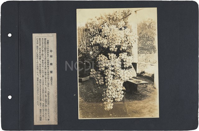 臺灣寫真通信 圖版04 蝴蝶蘭（臺灣名花）藏品圖，第1張