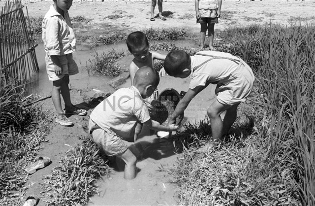 吳紹同135底片264-14藏品圖，第1張