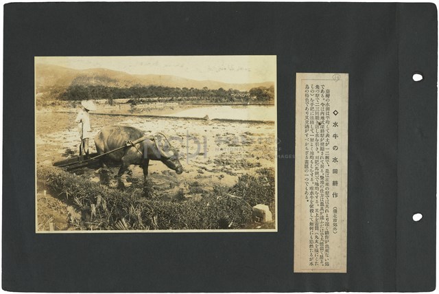 臺灣寫真通信 圖版19 水牛耕田（臺北市郊外）藏品圖，第1張