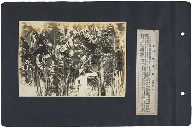 臺灣寫真通信 圖版39 香蕉田（臺中州轄下）藏品圖，第1張