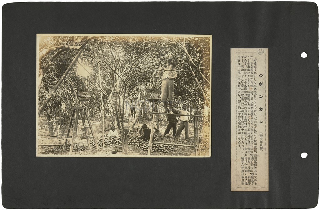 大圖瀏覽