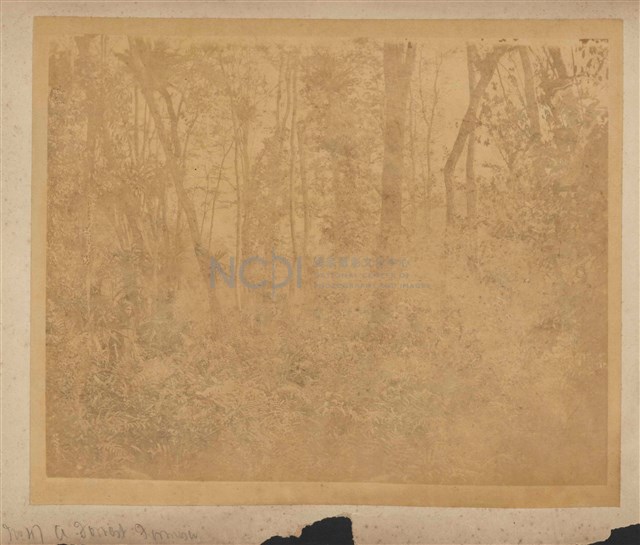 正面：福爾摩沙森林、背面：黃藤及烏木藏品圖，第2張