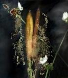 「植物誌(二)」系列：〈東方情境-香蒲斑斕〉藏品圖，第2張