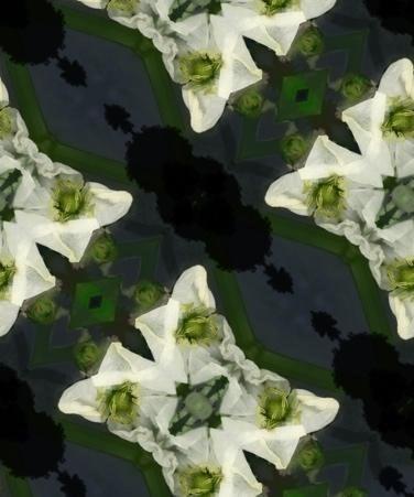 《植物誌 0.5》系列：〈墨色澤瀉2〉藏品圖，第2張