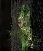 「植物誌(二)」系列：〈巫醫-巫醫令〉藏品圖，第2張