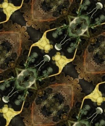 《植物誌 0.5》系列：〈煉似金〉藏品圖，第2張