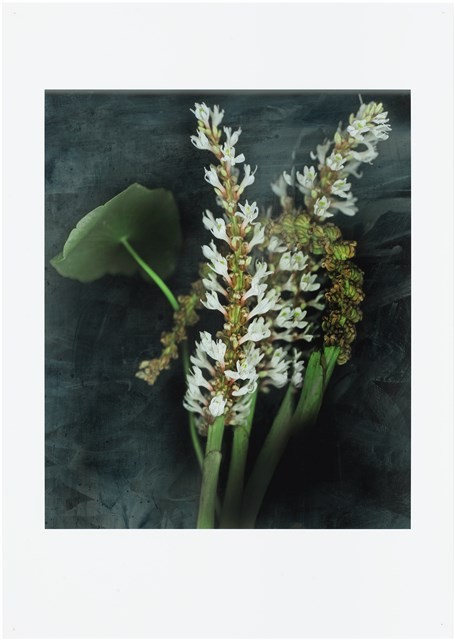 「植物誌(二)」系列：〈東方情境-前朝意象〉藏品圖，第1張