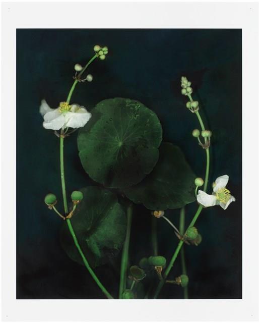 「植物誌(二)」系列：〈東方情境-墨色慈姑〉藏品圖，第1張