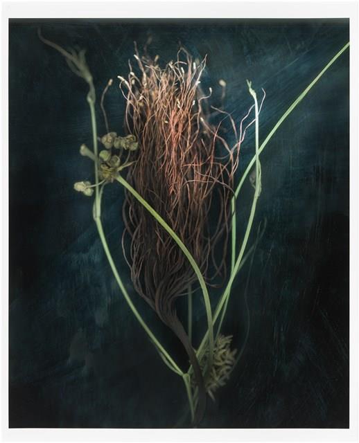 「植物誌(二)」系列：〈巫醫-花穗聖杯〉藏品圖，第1張