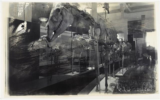 「博物館」系列：〈馬的歷史〉藏品圖，第1張