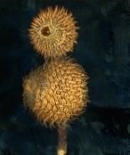 「植物誌(二)」系列：〈巫醫-巫醫之眼〉藏品圖，第2張