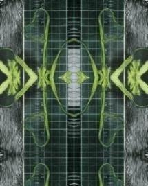 《植物誌 0.5》系列：〈鳳尾3〉藏品圖，第2張