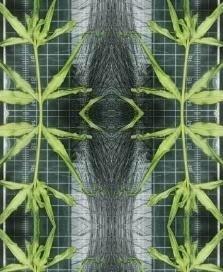 《植物誌 0.5》系列：〈鳳尾1〉藏品圖，第2張