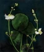 「植物誌(二)」系列：〈東方情境-墨色慈姑〉藏品圖，第2張