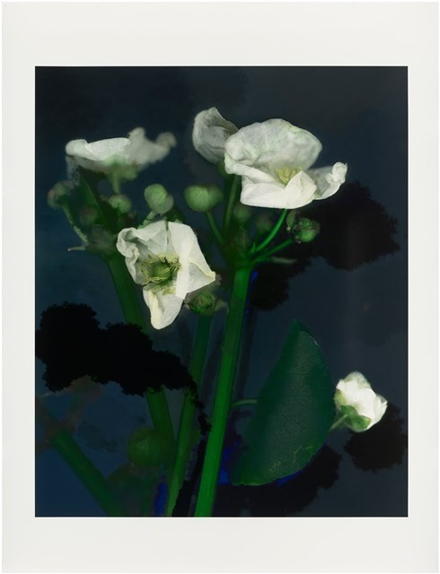 「植物誌(二)」系列：〈東方情境-墨色澤瀉〉藏品圖，第1張