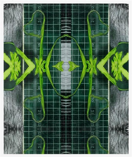 《植物誌 0.5》系列：〈鳳尾3〉藏品圖，第1張