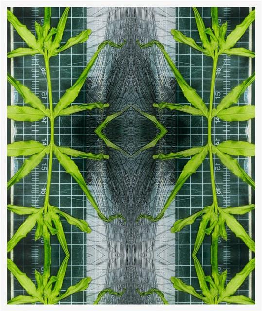 《植物誌 0.5》系列：〈鳳尾1〉藏品圖，第1張