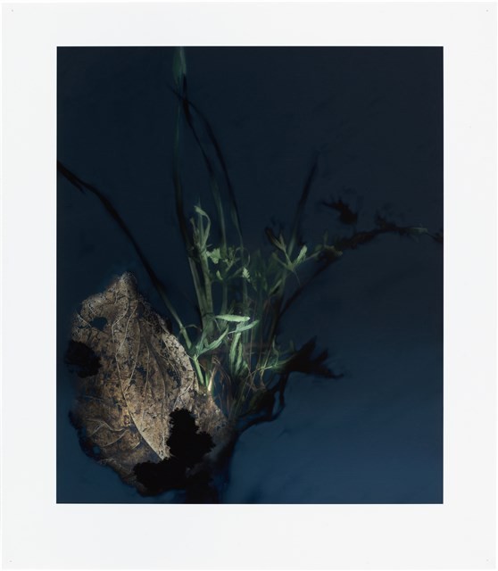 「植物誌(二)」系列：〈東方情境-染墨〉藏品圖，第1張