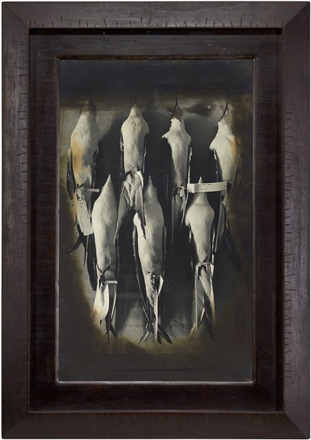 「博物館」系列：〈鳥之二〉藏品圖，第1張