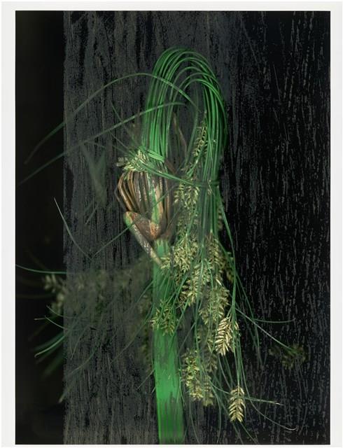 「植物誌(二)」系列：〈巫醫-巫醫令〉藏品圖，第1張