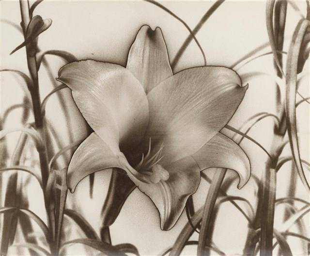 花(中途曝光)藏品圖，第1張