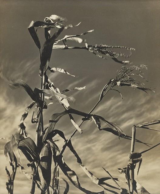Wind (Movement) Collection Image