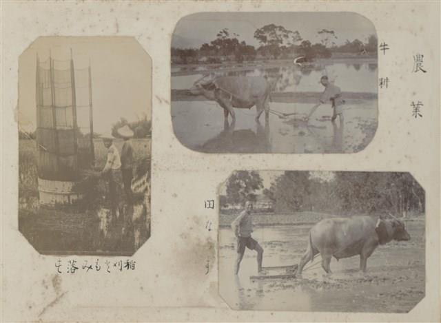 Photos of Han People in Taiwan in the Colonial Time Collection Image, Figure 13, Total 27 Figures