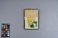 涂炳榔繪製之《菊花》賀卡藏品圖，第3張