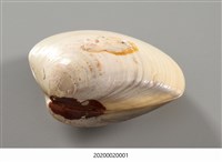 貝殼畫-武松打虎藏品圖，第11張