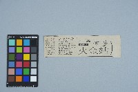 剪報資料「火金姑 / 戴正德」藏品圖，第1張