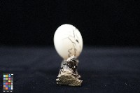 周順吉繪蛋殼畫《樹下獨坐》藏品圖，第4張